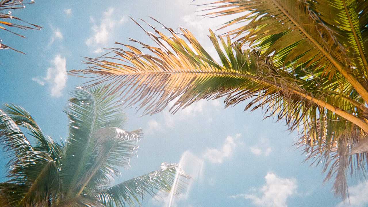 Naples-Real-Estate-Market-Palm-Trees Palm Trees Against A Sunny Sky in Naples Florida