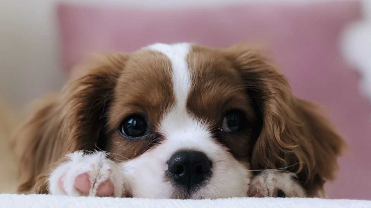 ESA-Dog-Law-Header A dog laying against a pink background with both front paws tucked under its head.
